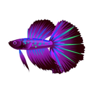 Violet Spiketail Betta